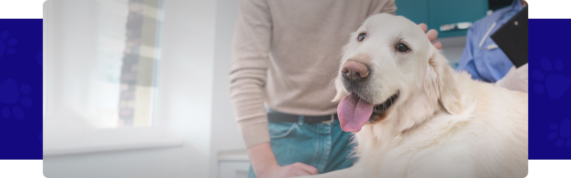 happy golden retriever dog at the vet