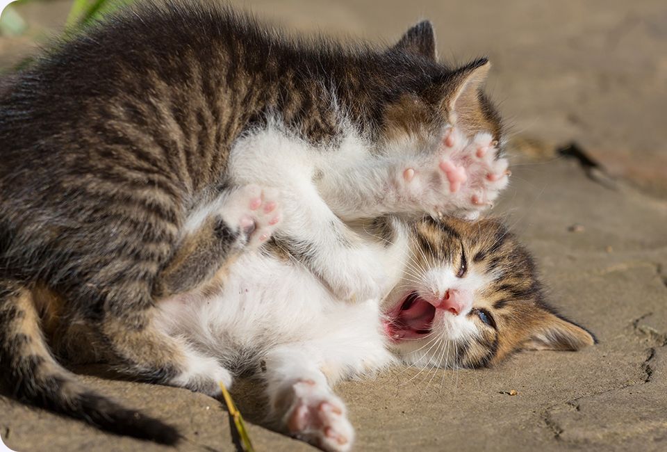 Kittens playing outside