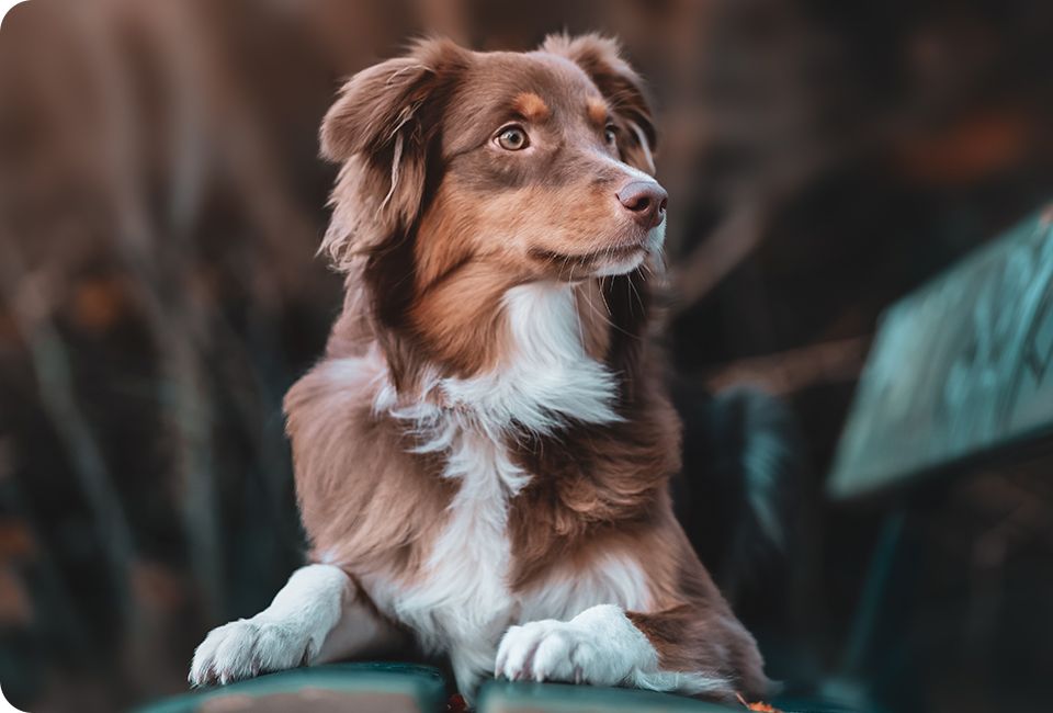 Brown and white domestic australian shepherd dog posing in nature at sunset