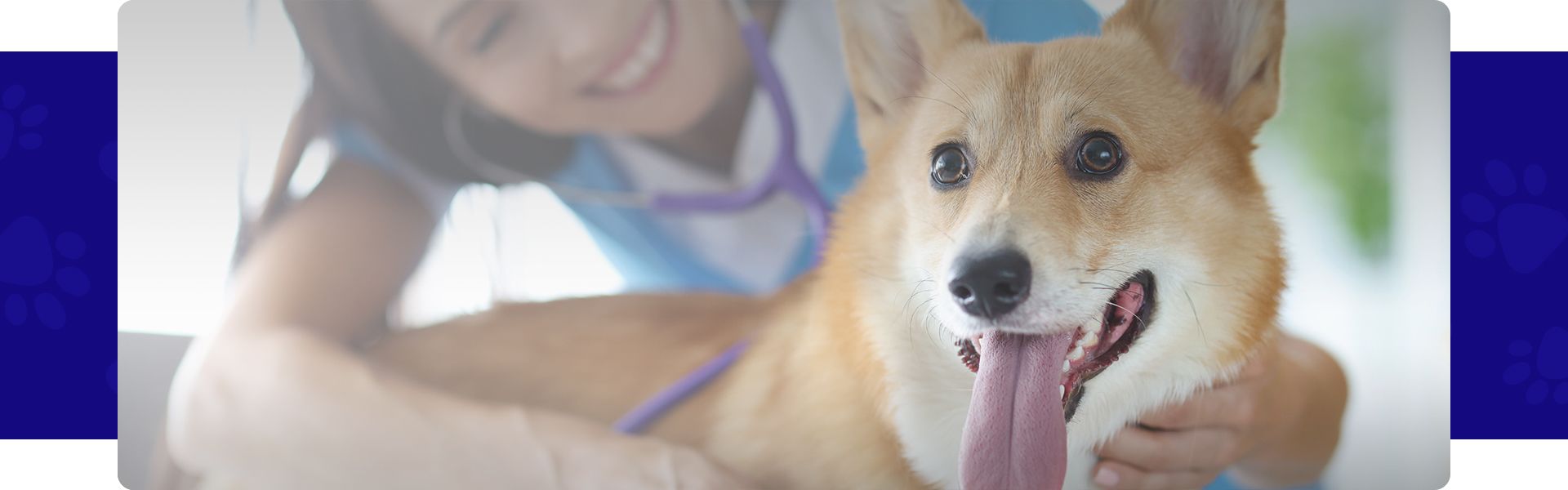 vet checking corgi dog's teeth