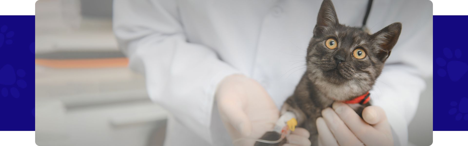 vet taking blood sample from a cat