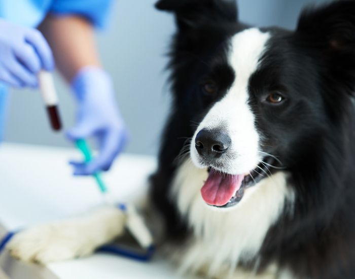 Vet taking blood sample from a dog