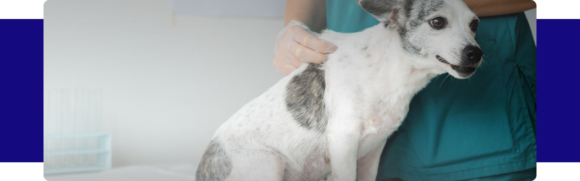 Veterinarian taking care of a dog