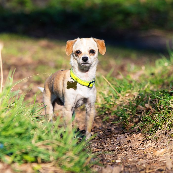 Small chihuahua dog toy of light brown color stands on the road lost walking