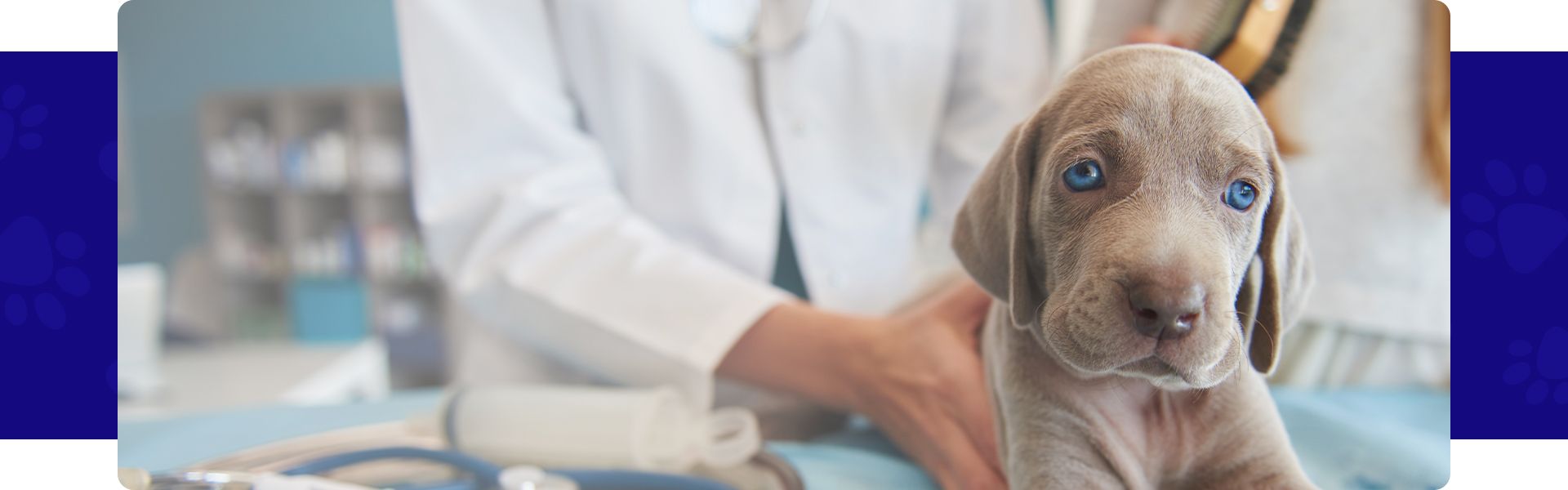 adorable gray puppy at the vet