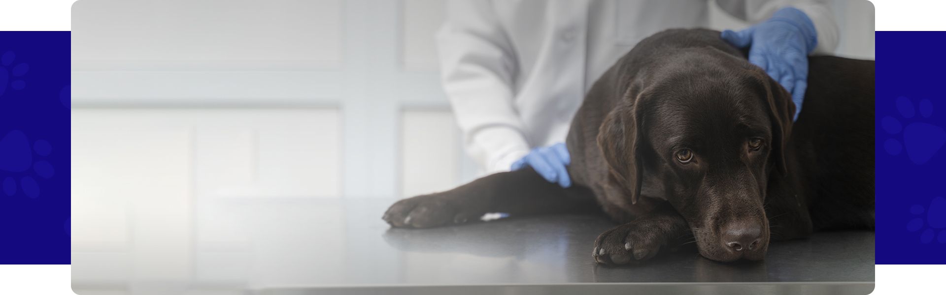 sad labrador dog on metal surgery table