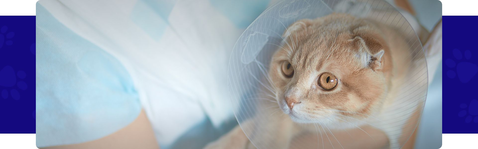 cat with a cone on its neck