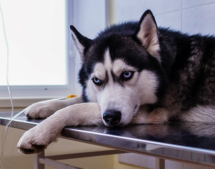 dog waiting for sterilization surgery