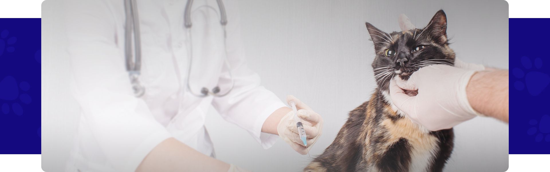 vet and assistant vaccinating cat