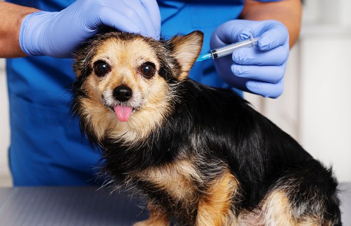 vet vaccinating old dog