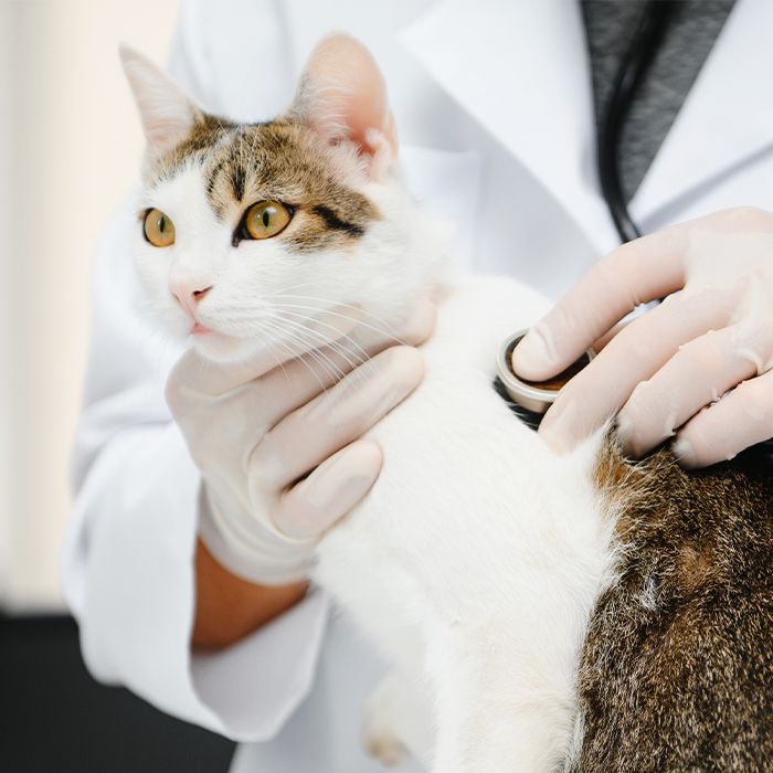 vet checking cat with a stethoscope